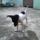 peersiiguuiiendo a unaa horrmiigaa en su priimera semana enn nuestra casa -.-